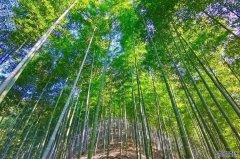 浙江龙泉竹木产业“破茧成蝶”跃向百亿级