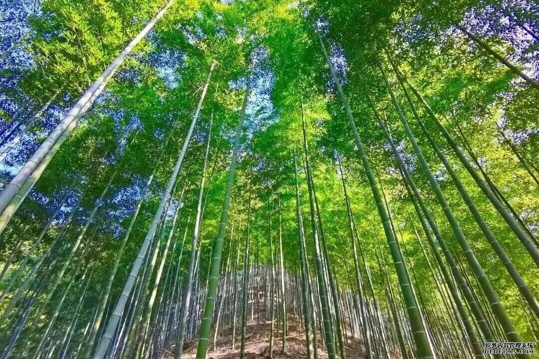 浙江龙泉竹木产业“破茧成蝶”跃向百亿级集群